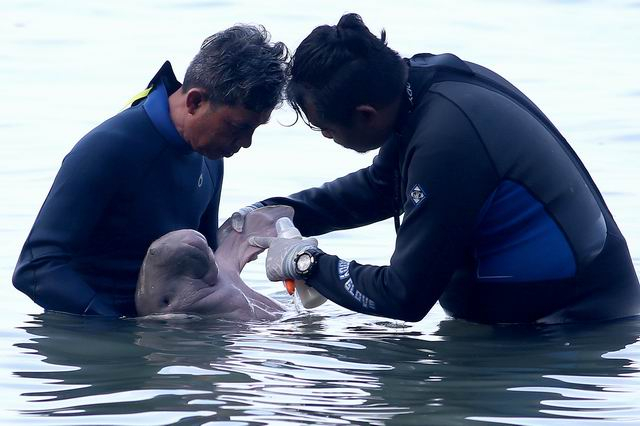 Officials set limits as tourists flock to see baby dugong Mariam Officials set limits as tourists flock to see baby dugong Mariam