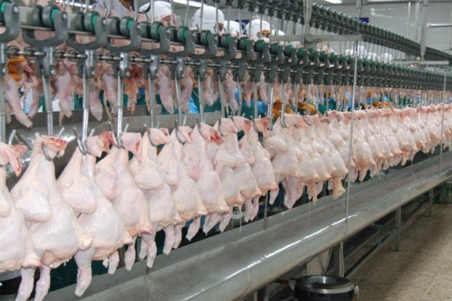 Thai chicken exports boosted by Chinese demand Thai chicken exports boosted by Chinese demand