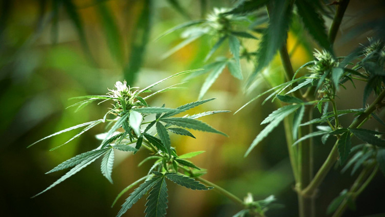 Hopes high at hospital leading medical marijuana studies Hopes high at hospital leading medical marijuana studies