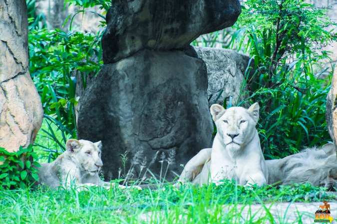 Crouching tigers, springing tulips in Khon Kaen