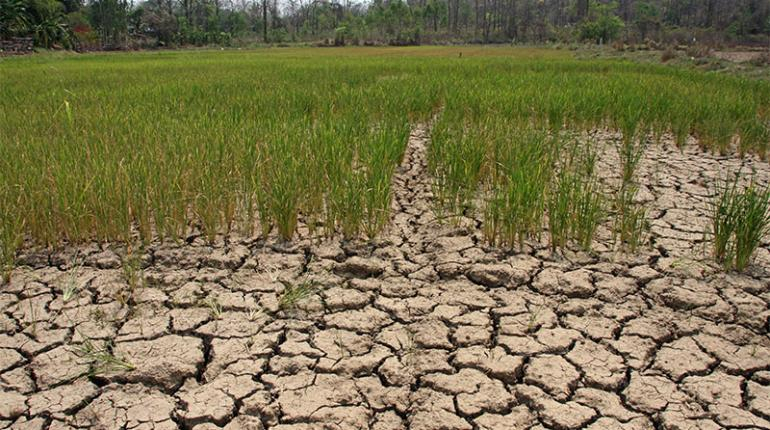 Agriculture Ministry steps in to tackle drought Agriculture Ministry steps in to tackle drought