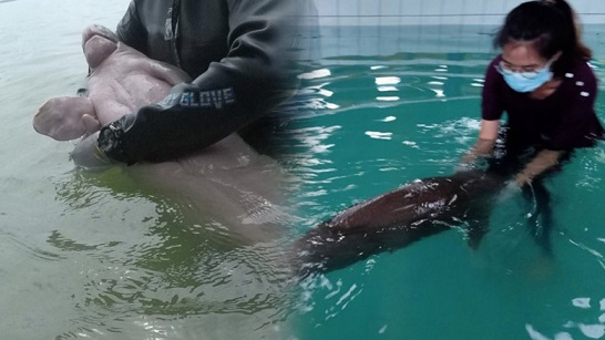 Marine expert proposes joint committee to tackle dugong issue Marine expert proposes joint committee to tackle dugong issue