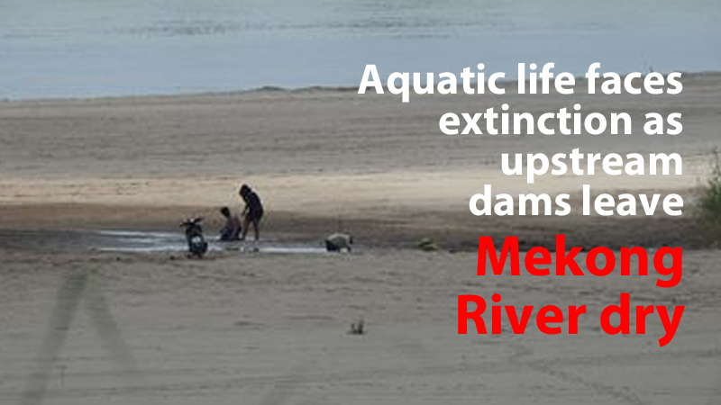 Aquatic life faces extinction as upstream dams leave Mekong River dry Aquatic life faces extinction as upstream dams leave Mekong River dry