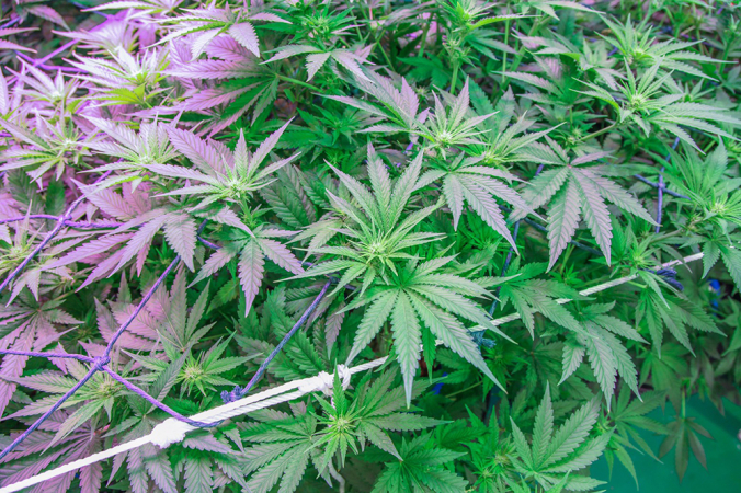 Free trade in marijuana will do more bad than good, warns academic Free trade in marijuana will do more bad than good, warns academic