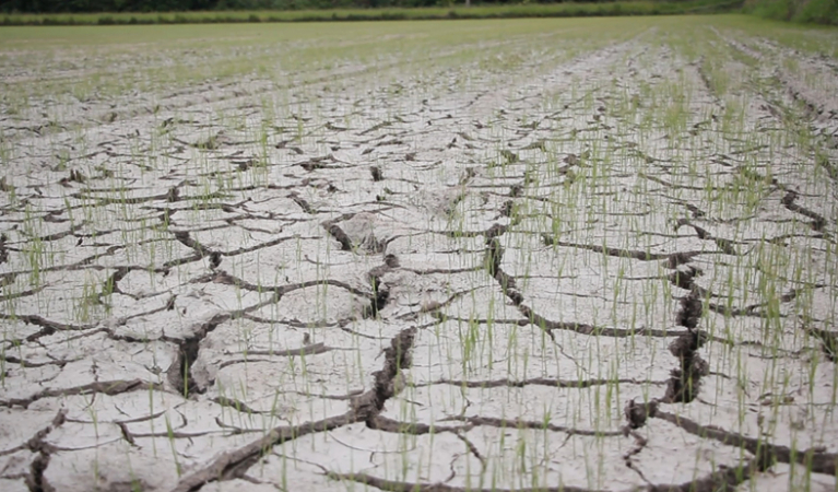 Clouds reluctant to open for parched rice farms Clouds reluctant to open for parched rice farms
