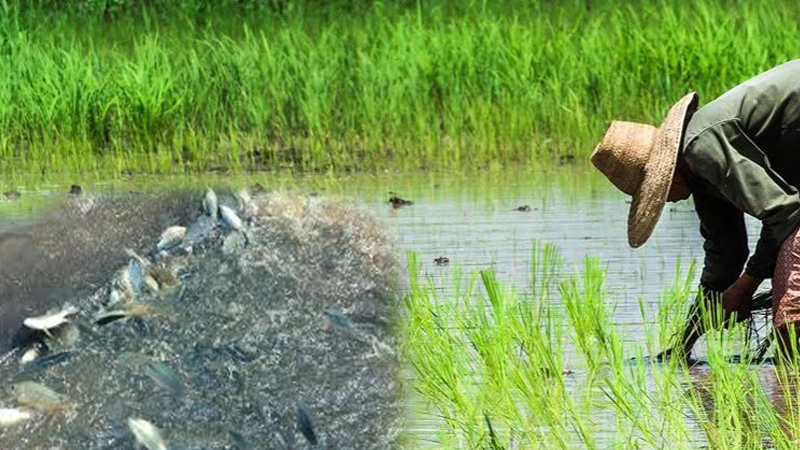 Chiang Mai tells farmers to delay planting rice, raising fish Chiang Mai tells farmers to delay planting rice, raising fish