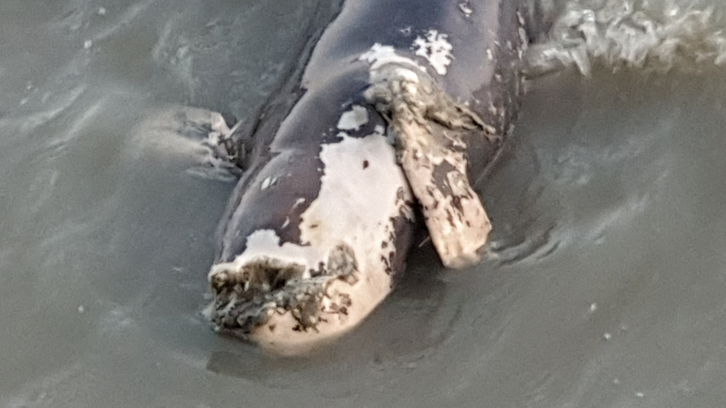 Bottlenose dolphin carcass found on Chanthaburi beach Bottlenose dolphin carcass found on Chanthaburi beach