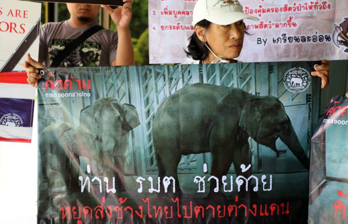 Minister vows to stop elephants being sent abroad Minister vows to stop elephants being sent abroad