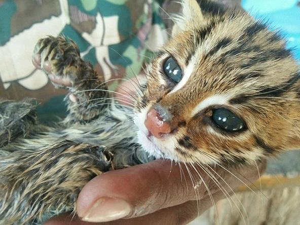 Mother’s Day bummer for lost leopard kitten Mother’s Day bummer for lost leopard kitten