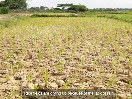 Drought destroying the future of Lao farmers Drought destroying the future of Lao farmers