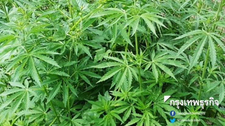 Majority of people doubt govt ability to control marijuana use: poll Majority of people doubt govt ability to control marijuana use: poll