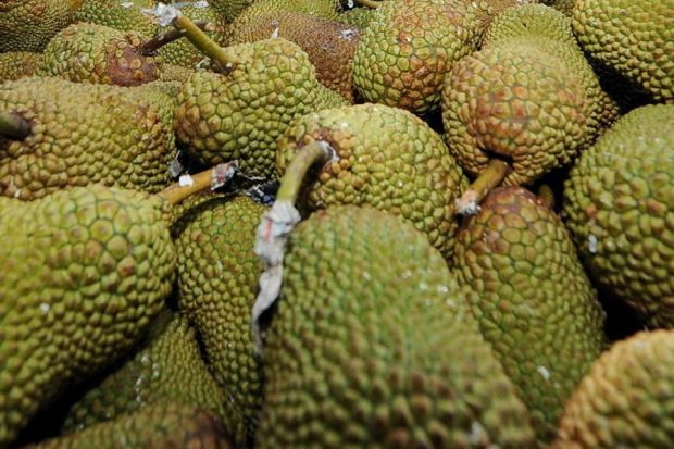Entrepreneur hopes to cash in on China durian craze with cempedak Entrepreneur hopes to cash in on China durian craze with cempedak