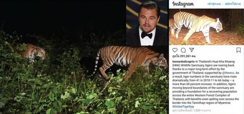 DiCaprio praises Thai wildlife sanctuary for tiger numbers ‘roaring back’ DiCaprio praises Thai wildlife sanctuary for tiger numbers ‘roaring back’