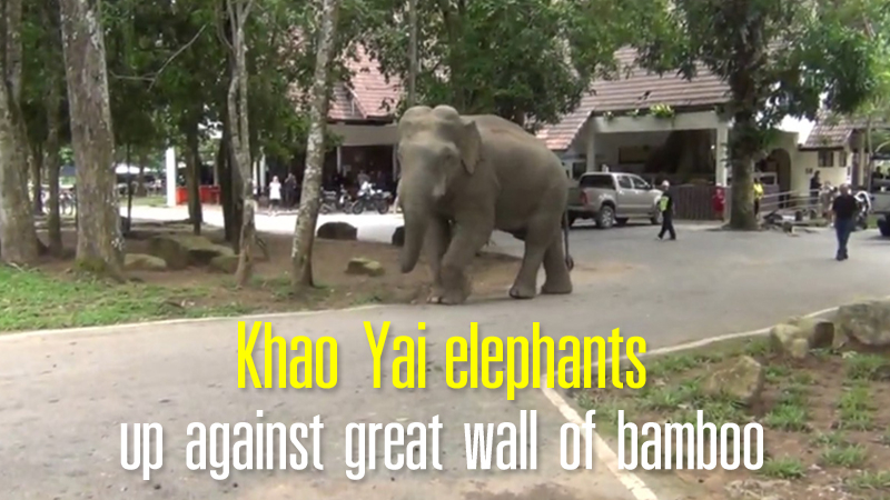 Khao Yai elephants up against great wall of bamboo Khao Yai elephants up against great wall of bamboo