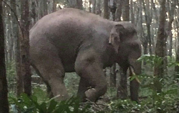 Hunt on for wild elephant injured on Rayong road Hunt on for wild elephant injured on Rayong road