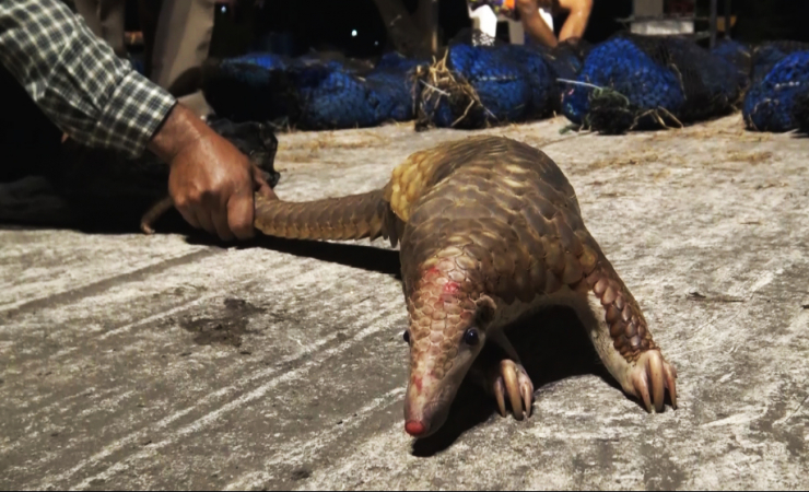 Thailand’s Pangolin Pipeline Thailand’s Pangolin Pipeline