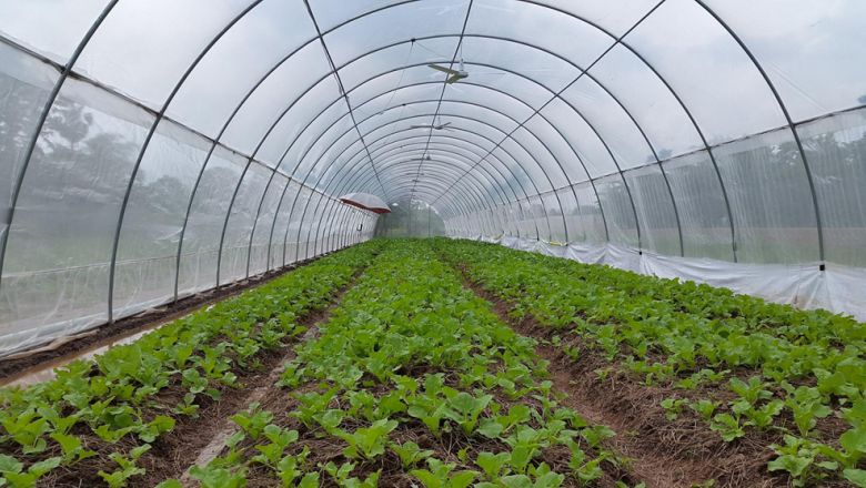 Farmers called on to up organic vegetable yields Farmers called on to up organic vegetable yields