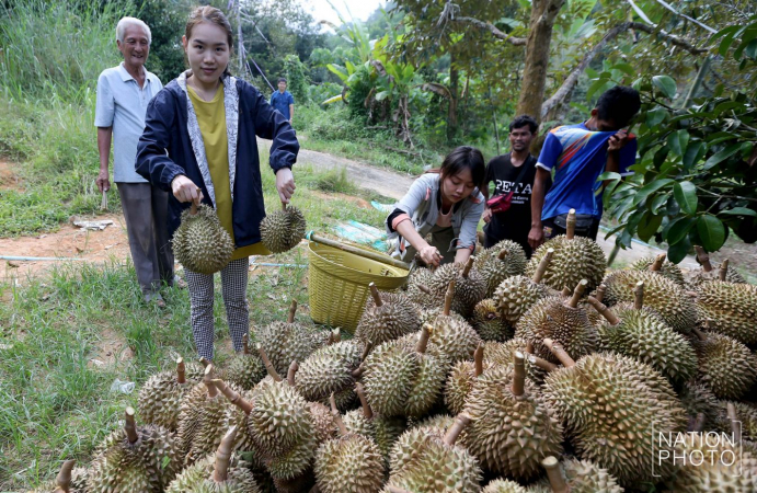 Photo story: King of fruits has the smell of success Photo story: King of fruits has the smell of success
