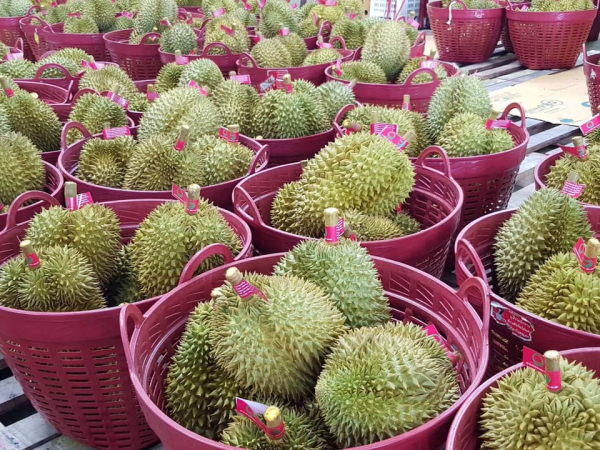 Fruit certification speeded up to sweeten Chinese market Fruit certification speeded up to sweeten Chinese market