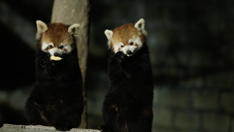 China's first night safari to kick off trial operations China's first night safari to kick off trial operations