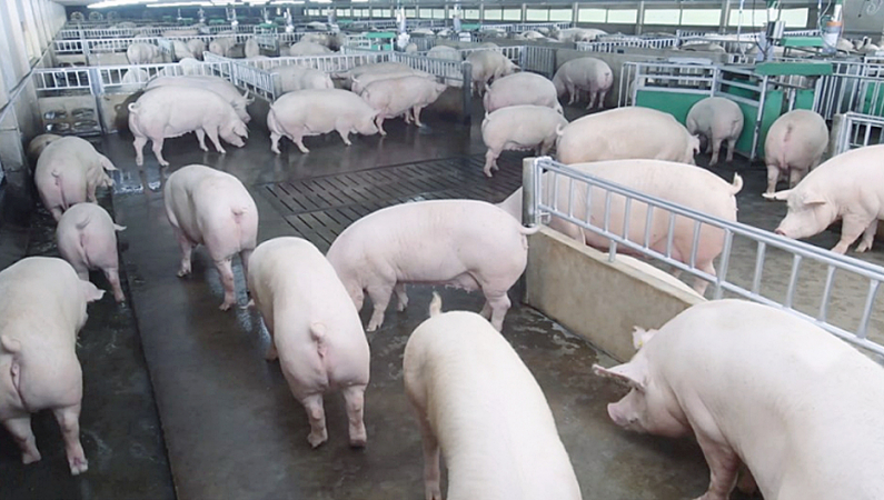 CP Foods aims to produce more healthy food from stress-free animal farms CP Foods aims to produce more healthy food from stress-free animal farms