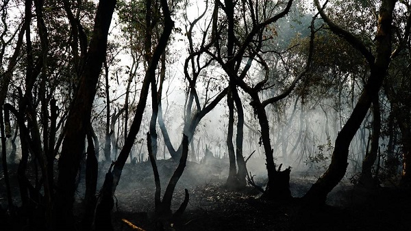 Another peat forest catches fire Another peat forest catches fire