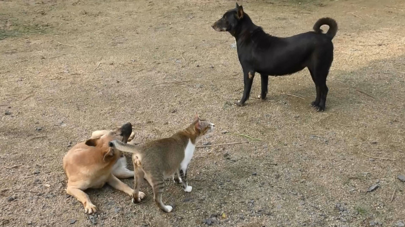 Vet seeks to calm public fears over flea bites Vet seeks to calm public fears over flea bites