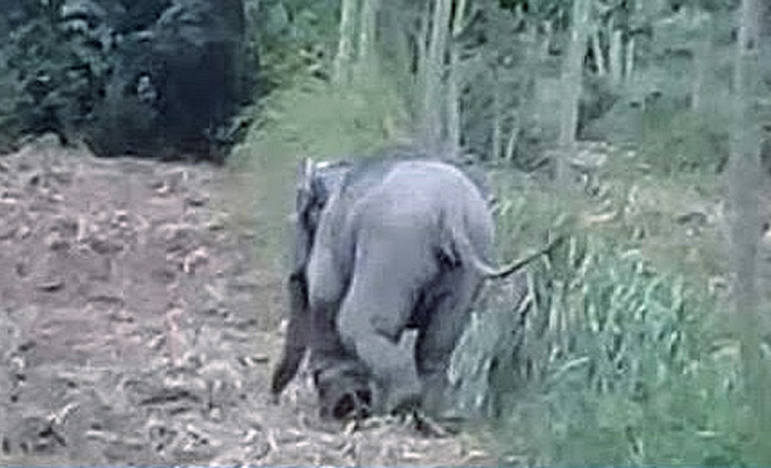 Wild elephant in Rayong injured by snare Wild elephant in Rayong injured by snare