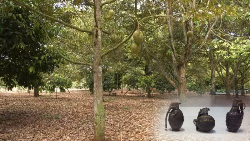 Grenade found in Trat durian orchard Grenade found in Trat durian orchard