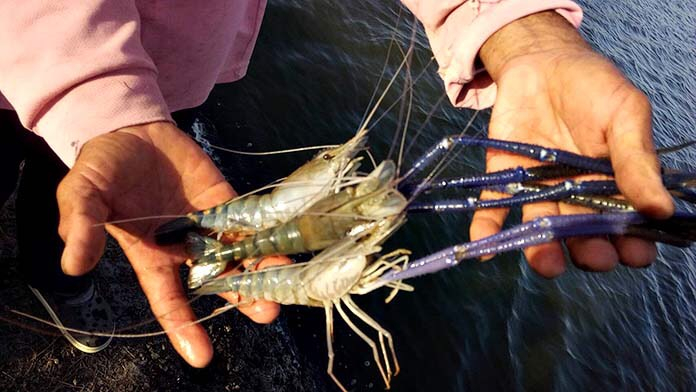 Ornamental plants, freshwater prawn, and tilapia fish alternative products for Nakhon Nayok farmers. Ornamental plants, freshwater prawn, and tilapia fish alternative products for Nakhon Nayok farmers.