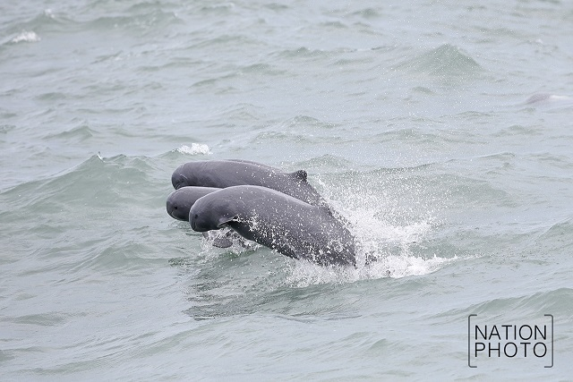 Irrawaddy dolphins delight tourists Irrawaddy dolphins delight tourists