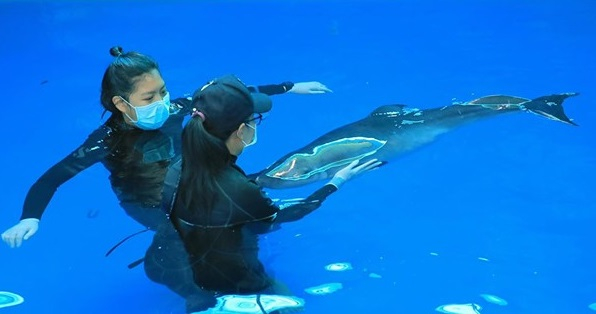 Rescued baby whale ‘Hope’ dies Rescued baby whale ‘Hope’ dies