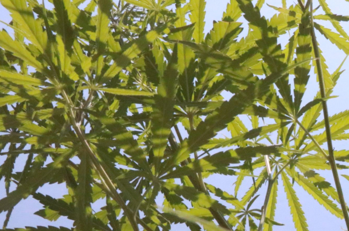 Three agencies get green light for growing marijuana for medical use Three agencies get green light for growing marijuana for medical use