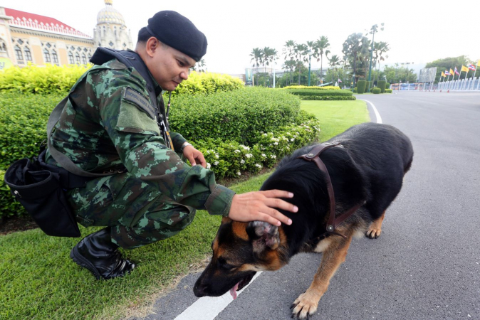 Army to auction dogs that failed commission tests Army to auction dogs that failed commission tests