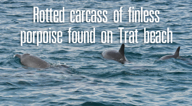 Rotted carcass of finless porpoise found on Trat beach Rotted carcass of finless porpoise found on Trat beach