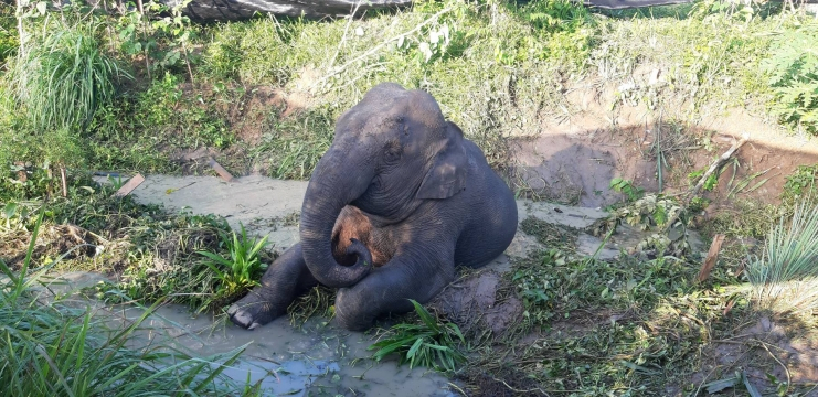 Wild elephant injured by truck on Chon Buri road Wild elephant injured by truck on Chon Buri road