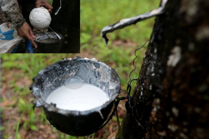 Rubber price guarantee to be implemented: Ministry Rubber price guarantee to be implemented: Ministry