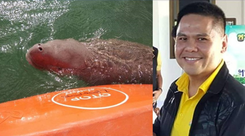 Baby dugong Mariam safe in her own nursery pond Baby dugong Mariam safe in her own nursery pond