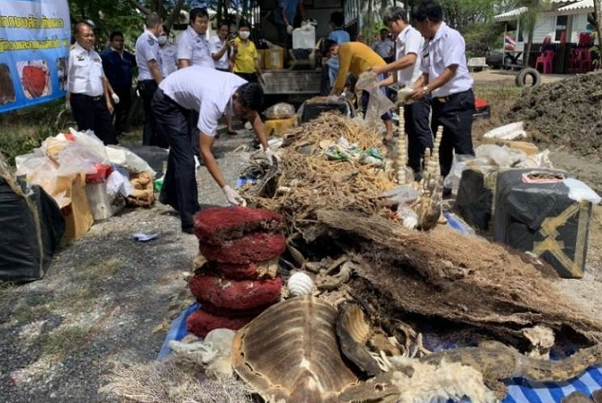 Seize marine life carcasses ceremoniously destroyed Seize marine life carcasses ceremoniously destroyed