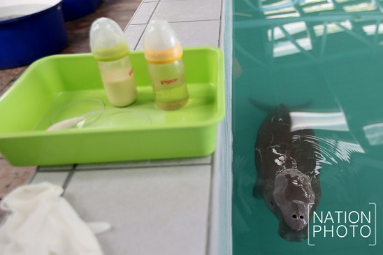Dugong Yameel may be raised in aquarium if it cannot cope with sea Dugong Yameel may be raised in aquarium if it cannot cope with sea