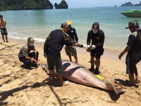 Body of adult male dugong washes ashore in Krabi Body of adult male dugong washes ashore in Krabi