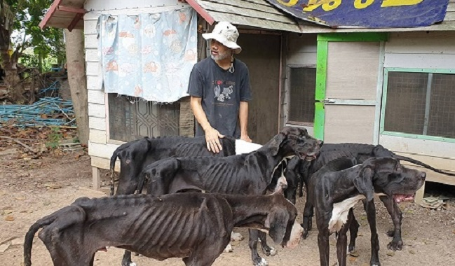 Starved Great Danes rescued Starved Great Danes rescued