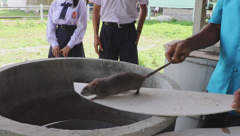 Students benefit from raising wild rats in school Students benefit from raising wild rats in school