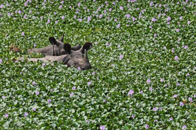 Nepal’s prime minister has had it with the world using the word rhino Nepal’s prime minister has had it with the world using the word rhino