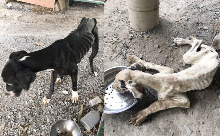 King accepts 13 rescued Great Danes King accepts 13 rescued Great Danes