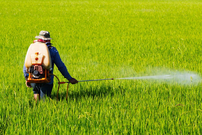 Rice-price guarantees ready for Cabinet Rice-price guarantees ready for Cabinet