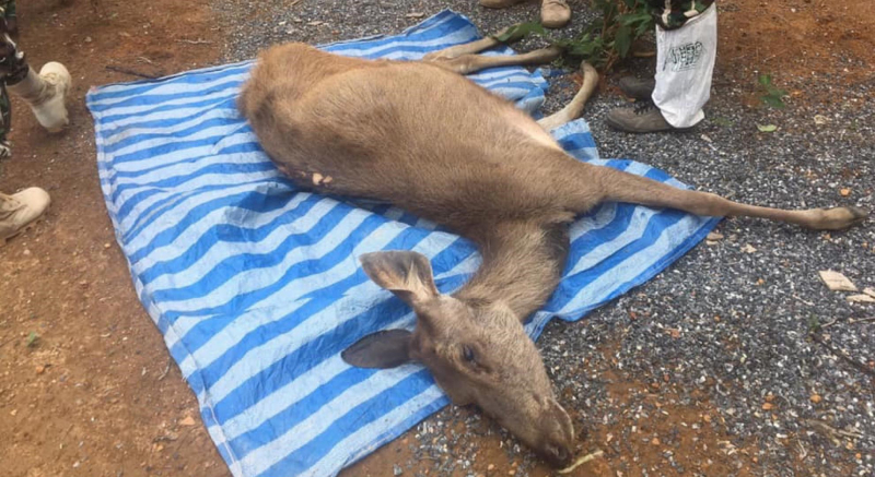 Thais told to mind that trash, as plastic claims another animal Thais told to mind that trash, as plastic claims another animal