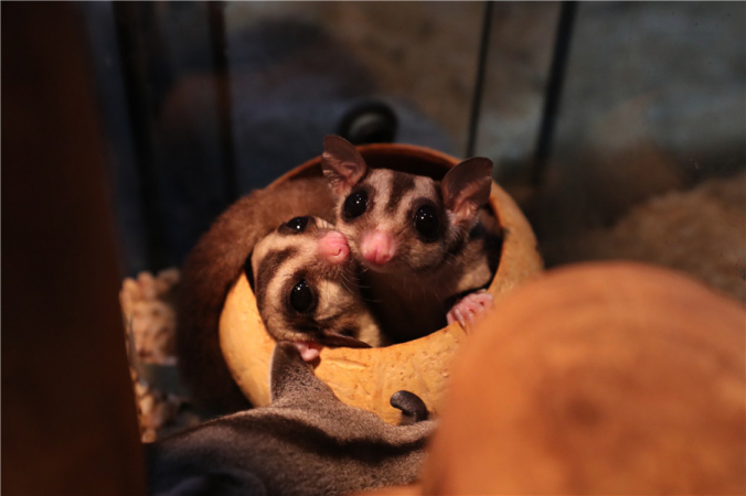 Exotic species get claws into pet market Exotic species get claws into pet market