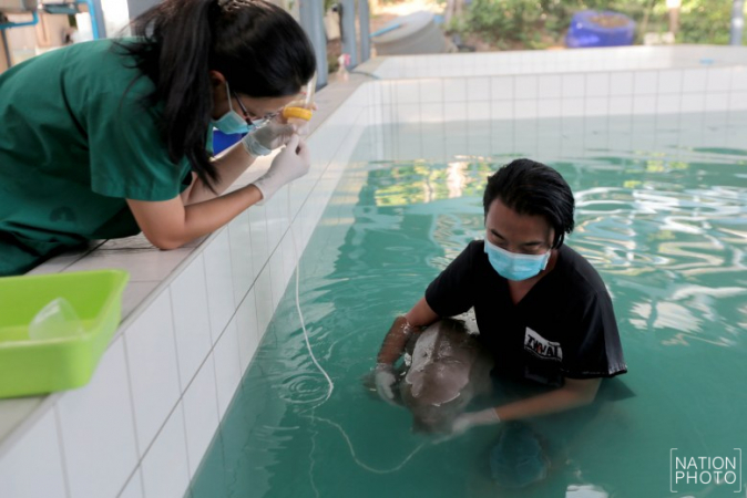 Veterinarians treating dugong pup, hope for recovery Veterinarians treating dugong pup, hope for recovery