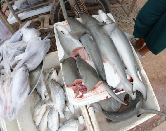 List sharks as endangered, biologist urges List sharks as endangered, biologist urges